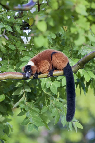 Red-ruffed lemur seeks refuge in a tree