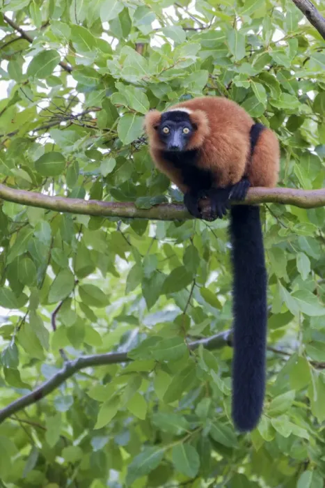 Framed Print : Red-ruffed lemur seeks refuge in a tree Framed Print : Red-ruffed lemur seeks refuge in a tree