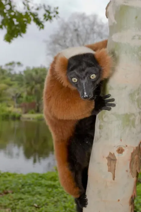 Framed Print : A red ruffed lemur, Varecia variegata rubra, is now only found in the wild in remaining Framed Print : A red ruffed lemur, Varecia variegata rubra, is now only found in the wild in remaining