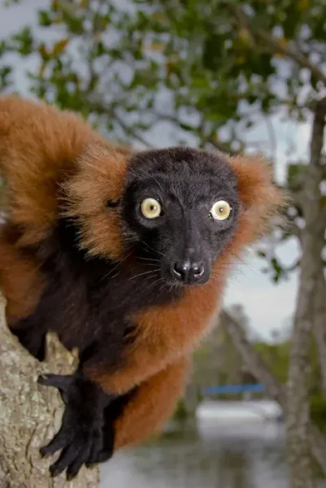 Framed Print : A red ruffed lemur, Varecia variegata rubra, is now only found in the wild in remaining