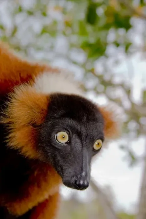 Framed Print : A red ruffed lemur, Varecia variegata rubra, is now only found in the wild in remaining Framed Print : A red ruffed lemur, Varecia variegata rubra, is now only found in the wild in remaining
