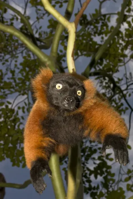 Framed Print : A red ruffed lemur, Varecia variegata rubra, is now only found in the wild in remaining Framed Print : A red ruffed lemur, Varecia variegata rubra, is now only found in the wild in remaining