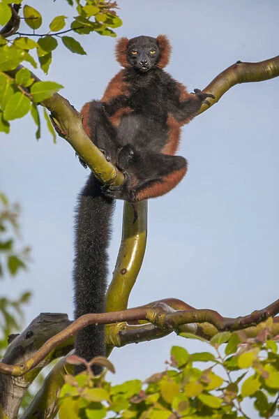 Red-ruffed lemurs relax in a tree