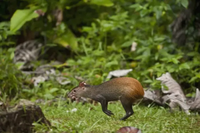 Framed Print : Red-rumped Agouti (Dasyprocta agouti) Atta Lodge Iwokrama Forest Reserve