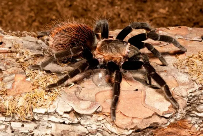Framed Print : Red RumpTarantula, Brachypelma vagans Framed Print : Red RumpTarantula, Brachypelma vagans