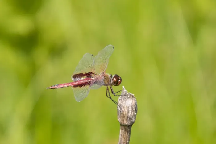Framed Print : Red Saddlebags (Tramea onusta) male, Marion County, Illinois Framed Print : Red Saddlebags (Tramea onusta) male, Marion County, Illinois