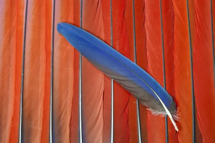 Framed Print : Red Scarlet Macaw Tail Feathers overlayed with Blue Tail feather Framed Print : Red Scarlet Macaw Tail Feathers overlayed with Blue Tail feather