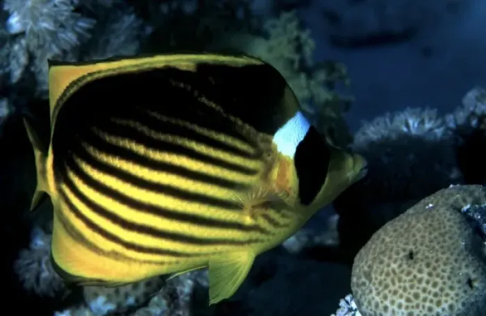 Framed Print : Red Sea Racoon butterflyfish, Chaetodon fasciatus, Abu Soma Arbaa (Safaga area), Red Sea Framed Print : Red Sea Racoon butterflyfish, Chaetodon fasciatus, Abu Soma Arbaa (Safaga area), Red Sea
