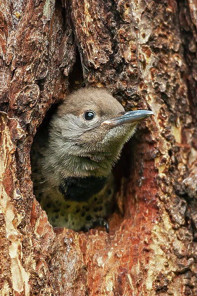 Red-shafted flicker chick on the lookout for a parent, Montana, USA