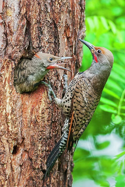Red-shafted flicker feeding its chick, Montana, USA