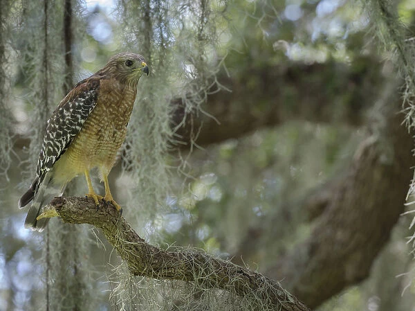 Red-shouldered hawk, Buteo lineatus, perched in Live Oak Tree, Florida