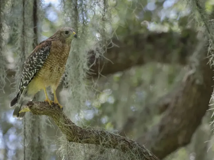Framed Print : Red-shouldered hawk, Buteo lineatus, perched in Live Oak Tree, Florida