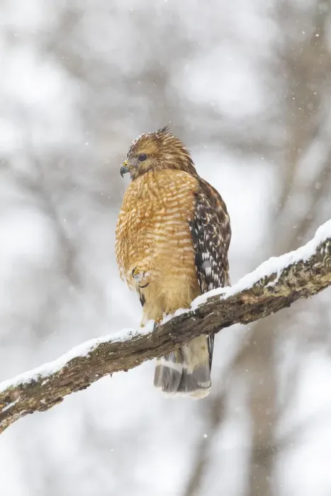 Framed Print : Red-shouldered hawk in snow, Marion County, Illinois Framed Print : Red-shouldered hawk in snow, Marion County, Illinois