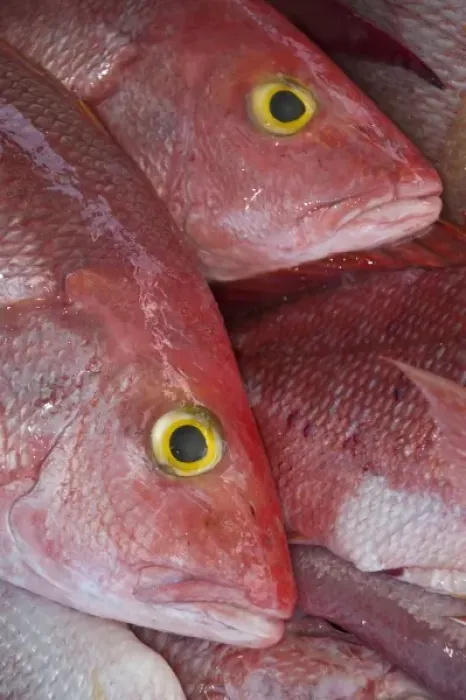 Framed Print : Red Snapper (Lutjanus campechanus), Mahahual Dock, Mahahual Peninsula, Quintana Roo Framed Print : Red Snapper (Lutjanus campechanus), Mahahual Dock, Mahahual Peninsula, Quintana Roo