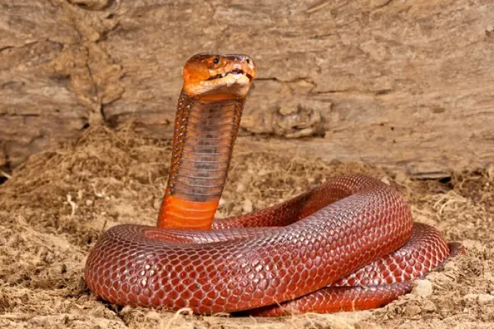 Framed Print : Red Spitting Cobra, Naja mossambica pallida, Native to Eastern Africa