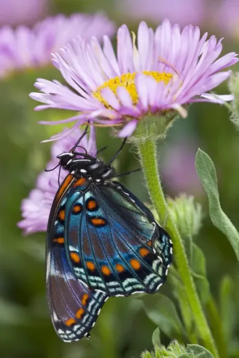 Framed Print : Red-Spotted Purple Butterfly, Limenitis astyanax Framed Print : Red-Spotted Purple Butterfly, Limenitis astyanax