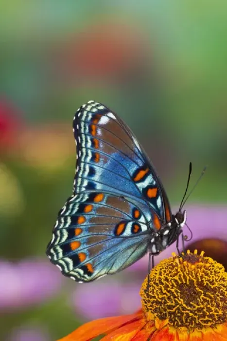 Framed Print : Red-Spotted Purple Butterfly, Limenitis astyanax Framed Print : Red-Spotted Purple Butterfly, Limenitis astyanax
