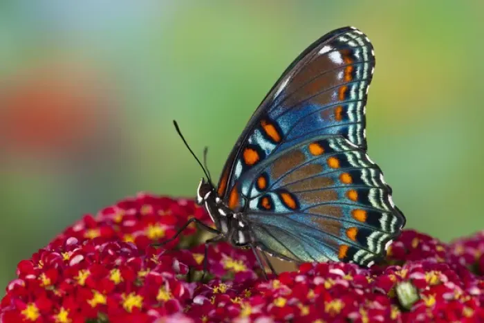Framed Print : Red-Spotted Purple Butterfly, Limenitis astyanax Framed Print : Red-Spotted Purple Butterfly, Limenitis astyanax