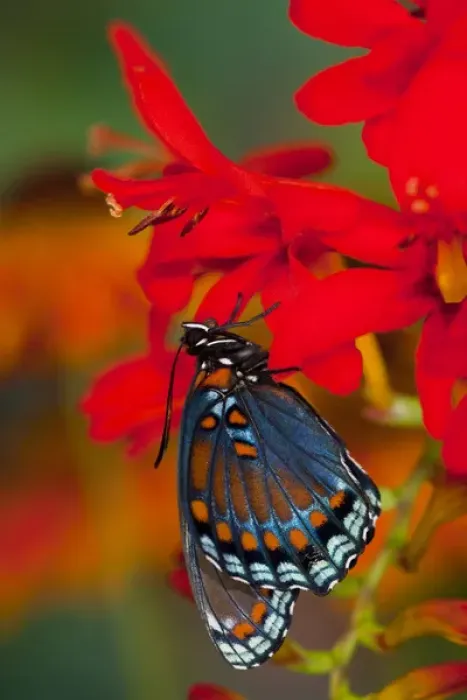 Framed Print : Red-Spotted Purple Butterfly, Limenitis astyanax Framed Print : Red-Spotted Purple Butterfly, Limenitis astyanax