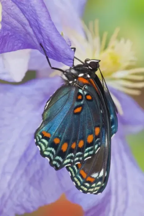 Framed Print : Red-Spotted Purple Butterfly, Limenitis astyanax Framed Print : Red-Spotted Purple Butterfly, Limenitis astyanax