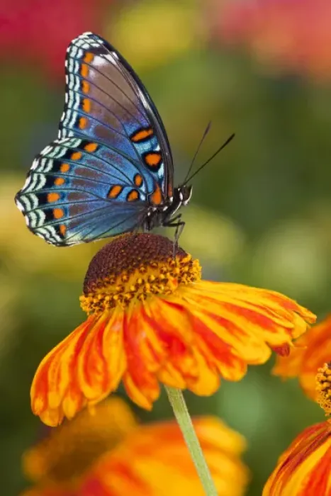Framed Print : Red-Spotted Purple Butterfly, Limenitis astyanax