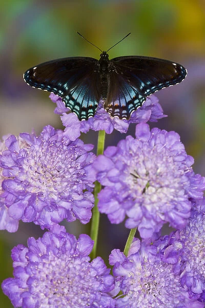 Red-Spotted Purple Butterfly, Limenitis astyanax