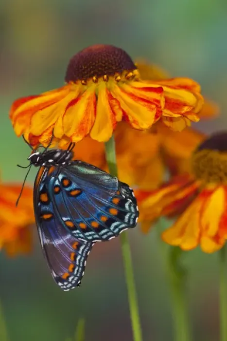 Framed Print : Red Spotted Purple Butterfly, Limenitis astyanax Framed Print : Red Spotted Purple Butterfly, Limenitis astyanax