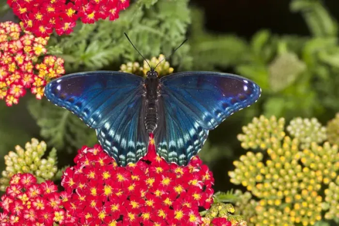 Framed Print : Red Spotted Purple Butterfly, Limenitis astyanax Framed Print : Red Spotted Purple Butterfly, Limenitis astyanax