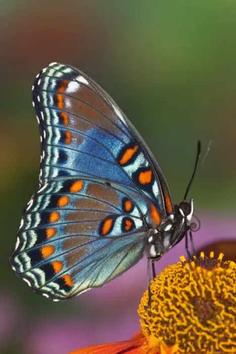 Framed Print : Red Spotted Purple Butterfly, Limenitis astyanax Framed Print : Red Spotted Purple Butterfly, Limenitis astyanax
