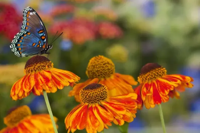 Framed Print : Red Spotted Purple Butterfly, Limenitis astyanax Framed Print : Red Spotted Purple Butterfly, Limenitis astyanax