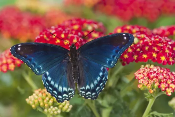 Framed Print : Red Spotted Purple Butterfly, Limenitis astyanax Framed Print : Red Spotted Purple Butterfly, Limenitis astyanax