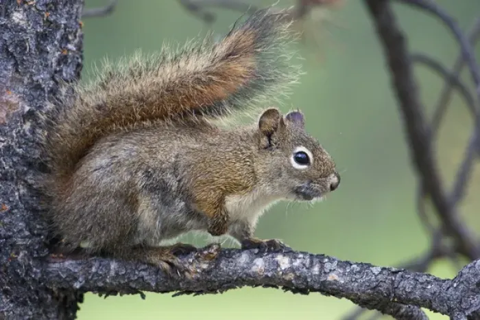 Framed Print : Red Squirrel Framed Print : Red Squirrel