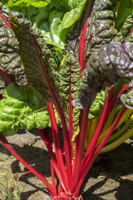 Framed Print : Red Swiss Chard, USA