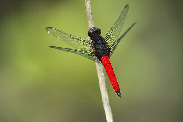 Red-tailed Dragonfly, Odzala - Kokoua National Park, Republic of Congo (Congo - Brazzaville)
