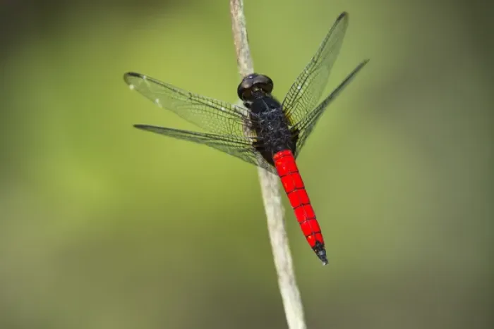 Framed Print : Red-tailed Dragonfly, Odzala - Kokoua National Park, Republic of Congo (Congo - Brazzaville)