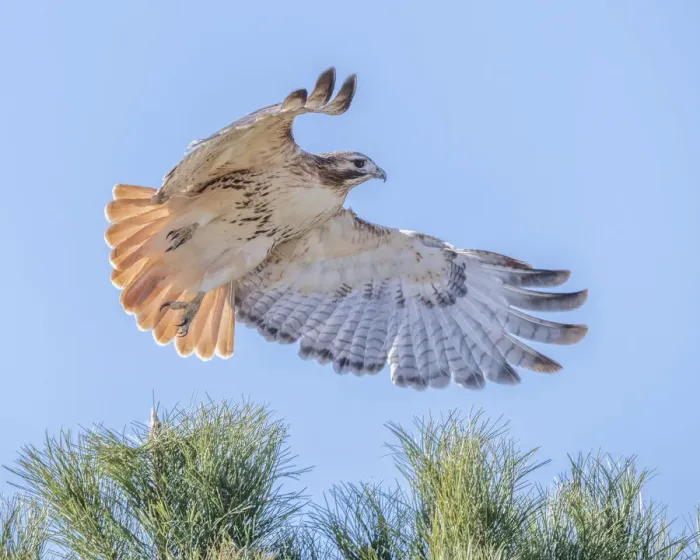 Framed Print : Red-tailed hawk clipping the trees