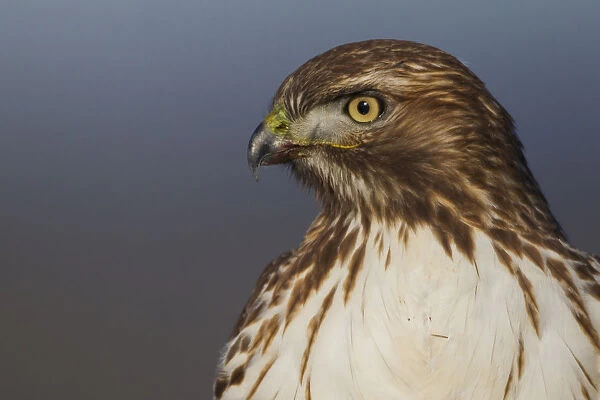 Red-tailed Hawk Close-up