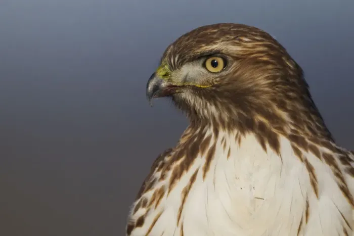 Framed Print : Red-tailed Hawk Close-up