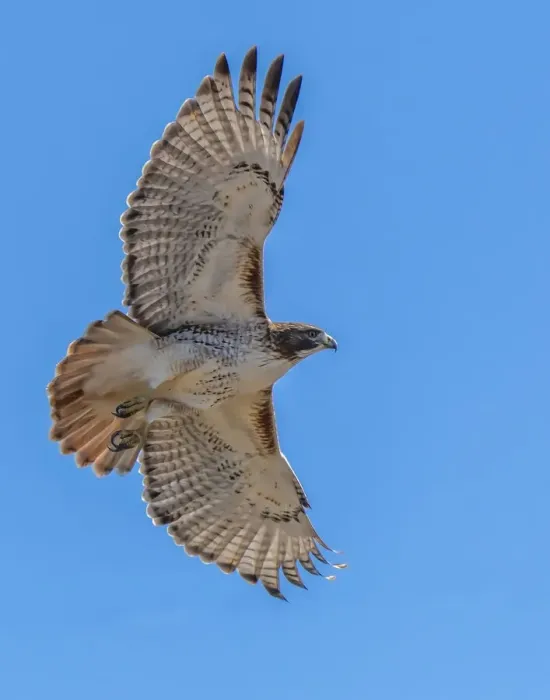 Framed Print : Red-tailed hawk doing a fly by