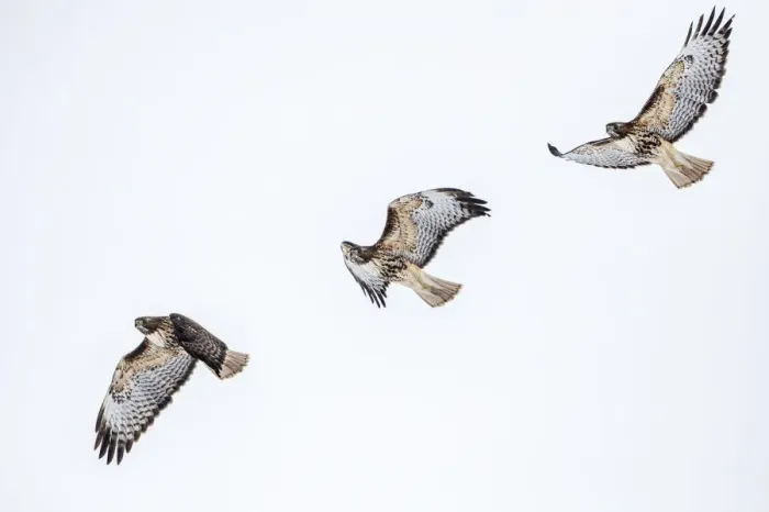 Framed Print : Red tailed hawk in flight sequence at Ninepipe WMA near Ronan, Montana, USA digital Framed Print : Red tailed hawk in flight sequence at Ninepipe WMA near Ronan, Montana, USA digital