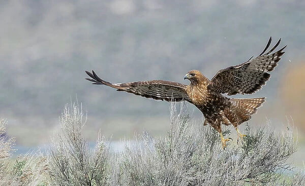 Red-tailed hawk flying, Colorado, USA