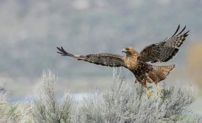 Framed Print : Red-tailed hawk flying, Colorado, USA