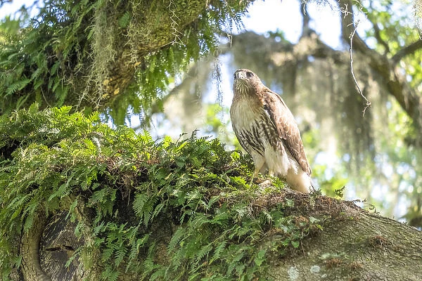 Red-tailed hawk, Murrells Inlet, South Carolina, USA