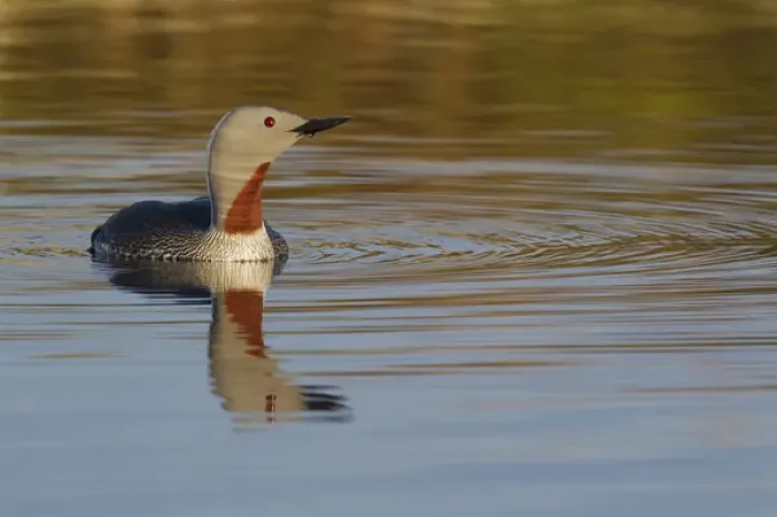 Framed Print : Red-throated Loon Framed Print : Red-throated Loon