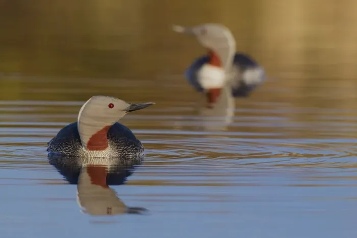 Framed Print : Red-throated loon Framed Print : Red-throated loon