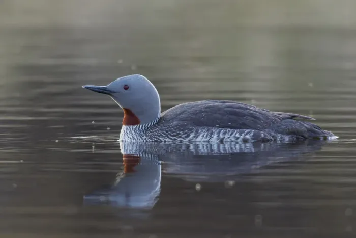Framed Print : Red-throated Loon