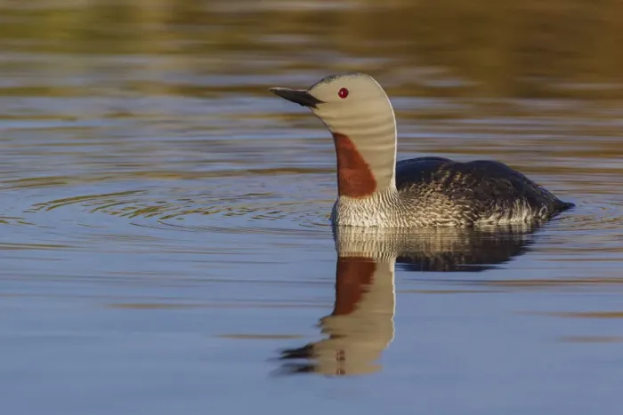 Framed Print : Red-throated Loon Framed Print : Red-throated Loon
