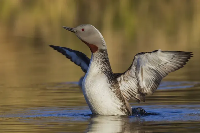 Framed Print : Red-throated Loon Framed Print : Red-throated Loon