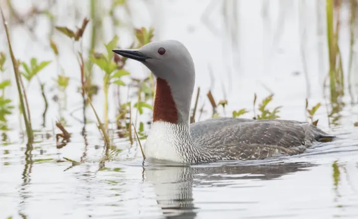 Framed Print : Red-throated Loon Framed Print : Red-throated Loon