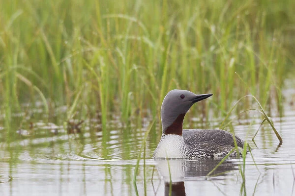 Red-throated Loon, Arctic Wetland